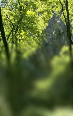 testlinearGradientBlur